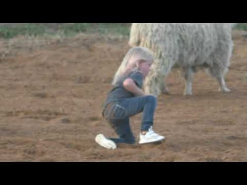 Mutton Bustin' - 2019 Saint's Roost Ranch Rodeo (Friday)