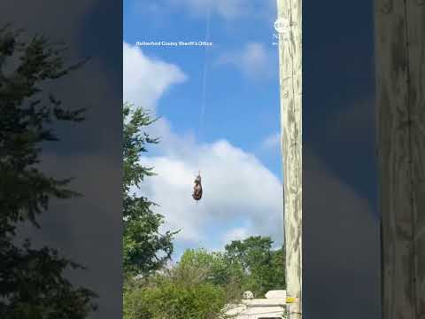 Pet zebra captured after more than a week on the run