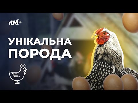 Робота та задоволення для душі. На пташиному дворі Світлани Жукової.