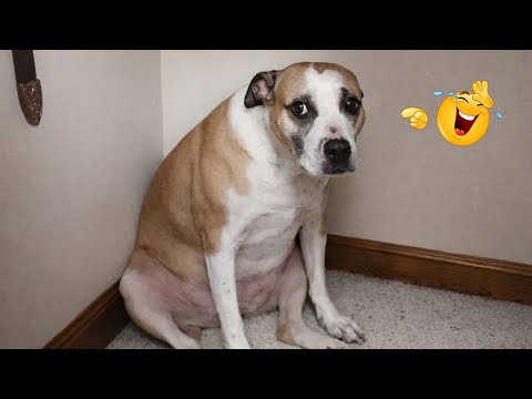 I Canโt Believe These Dogs Are Still This Funny ๐ Best Funny Dog Videos of 2026 ๐ถ