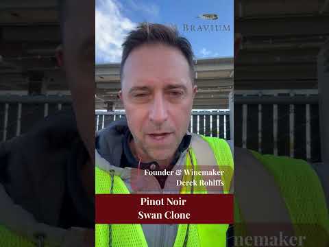 Swan Clone at Wiley Vineyard | Braviumβs Derek Rohlffs #pinotnoir #swanclone #andersonvalley