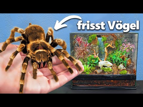 Ich Habe Die Größte Haustier-Spinne (ja, wirklich)