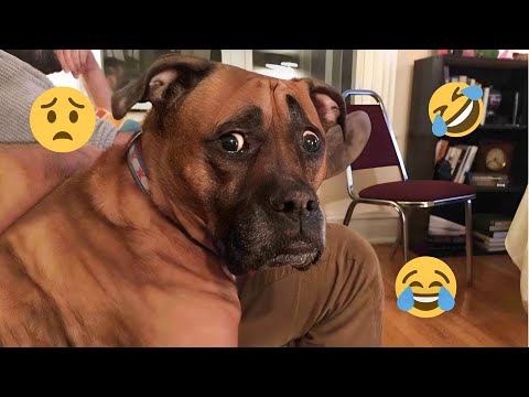 HILARIOUS DOGS Being Weird π€ͺ NEW Funniest Dogs Video 2025 πΆπ₯ #7