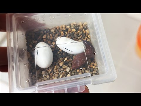 After 80 days, they finally hatched! But one of them ended up...