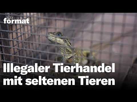 Artenschutz versagt? Illegaler Tierhandel, geheime Zoos und ein Millionengeschäft | Doku NZZ Format