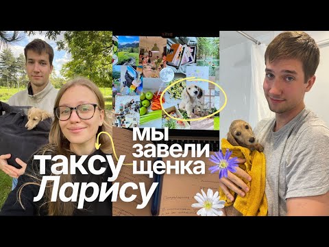 Как мы завели щенка? Кремовая такса Лариса