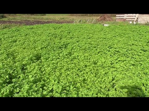 Which green manure is best for potatoes? Phacelia or mustard? We share our experience.