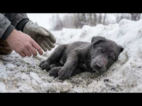 He Saved a Puppy⦠Months Later, Vet: Itās NOT a Dog