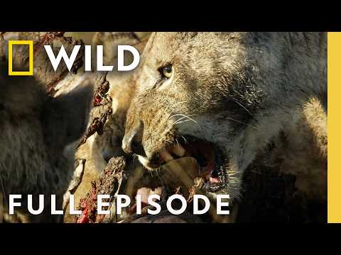 Reign of Torment (Full Episode) | Savage Kingdom Compilation | Nat Geo Animals