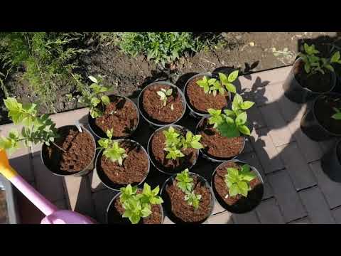 САЖАЕМ ГОРТЕНЗИИ ИЗ ОПТ ХОЗ И НЕ ТОЛЬКО .