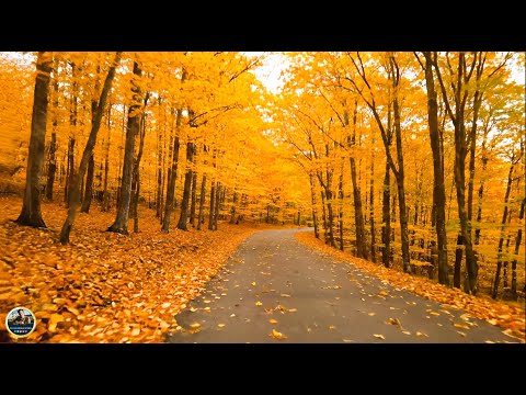 ВОССТАНОВЛЕНИЕ НЕРВНОЙ СИСТЕМЫ - Осень - ЗОЛОТАЯ ОСЕНЬ! Почему все слушают эту песню о любви?