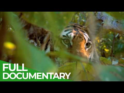 Wild India - Fantastic Creatures of the Tiger Jungle | Free Documentary Nature