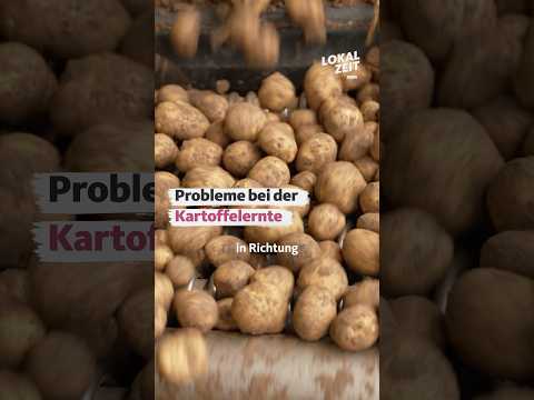 Probleme bei der Kartoffelernte