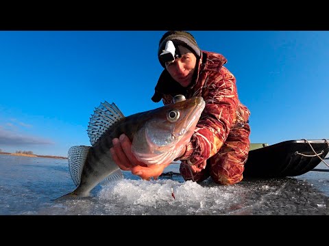 СУДАКИ В ШОКЕ ОТ СЕЛЁДКИ В КАЖДОЙ ЛУНКЕ. Зимняя рыбалка на судака возле села. Ловля судака зимой.