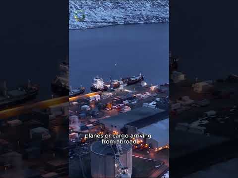 Mosquitoes Discovered in Iceland, but Can They Survive?