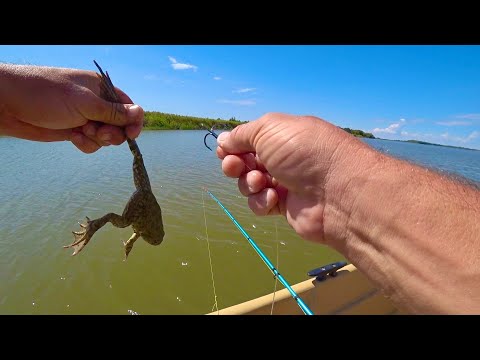 🛑ДИКИЕ МЕСТА Астрахани ОНИ ПРОГЛАТЫВАЮТ ЭТИХ ЖАБ СРАЗУ