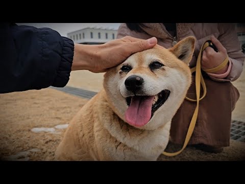 "I missed you🫂"... I met my father after a year, and the dog in the yard of my hometown.