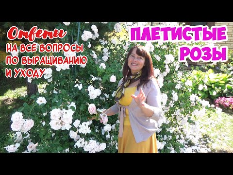 Все о ПЛЕТИСТЫХ РОЗАХ! Посадка, уход. Пример посадки. Формирование куста Клаймбера! И лучшие сорта!
