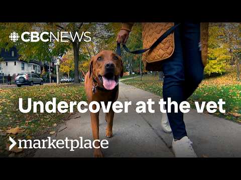 What's behind the rising cost of your pet's care? | Marketplace