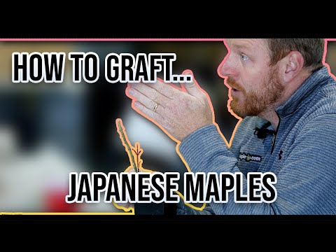 Learn How To Graft Japanese Maples and Keep Them Alive w/ Tim from Mr.Maple.com