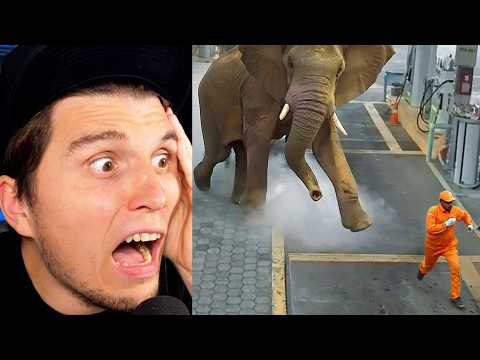 Paluten REAGIERT auf Wenn Tiere durchdrehen und dabei gefilmt werden