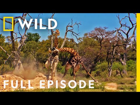 Cheating Death (Full Episode) | Animal Fight Night