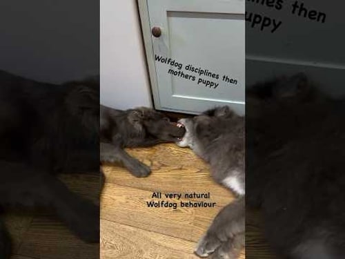 Wolfdog disciplines puppy then kisses him better 💙