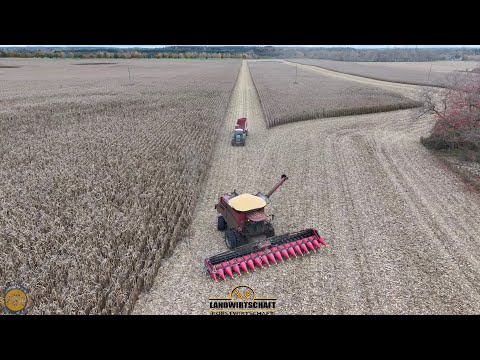 Riesige Flächen in MV Gigantische Maschinen in der Körnermais Ernte Mais Dreschen 12m Maispflücker