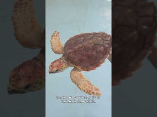 Saving Sea Turtles in Sardinia 🐢 | Wild Beauty & Rescue Stories