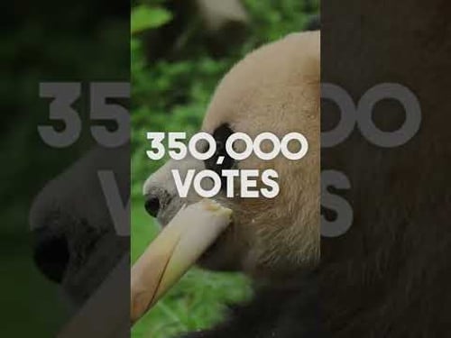 These mobs could’ve been added? #shorts #minecraft #gaming