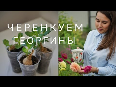 ЧЕРЕНКУЕМ ГЕОРГИНЫ ВЕСНОЙ