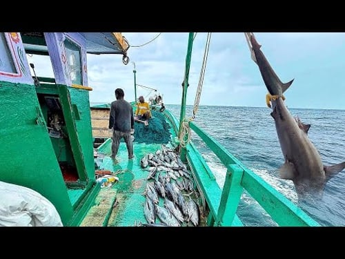 “Amazing!!We Stayed 17th Day Big Shark And Giant Marlin Catching In Deep Sea!!