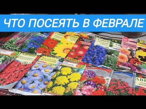 ПОРА СЕЯТЬ В ФЕВРАЛЕ, эти цветы шикарно ЦВЕТУТ ВСЕ ЛЕТО !!!