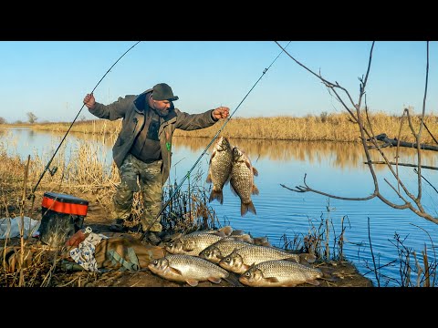 Beauty of the Donkey 28 11