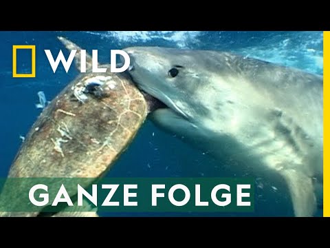 Teamwork - Ganze Folge | Afrikas tödlichste Jäger