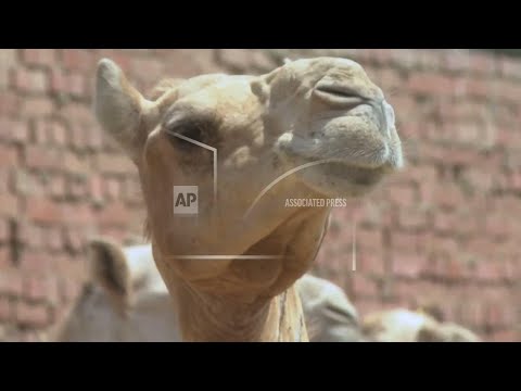 Prices soar in Egypt’s camel market ahead of Eid al-Adha