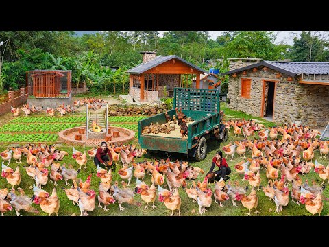 Buy Many Chicken from Daily Farm Sister, Use Reinforced Mesh Around Chicken Coop - Raise Chicken