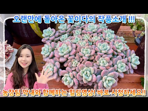 정말 정말 오랜만에 돌아온 꽃이다의 작품 소개영상 !! 농장팀 막내와 함께하는 힐링영상 !! 다들 지금 바로 시청하세요 !
