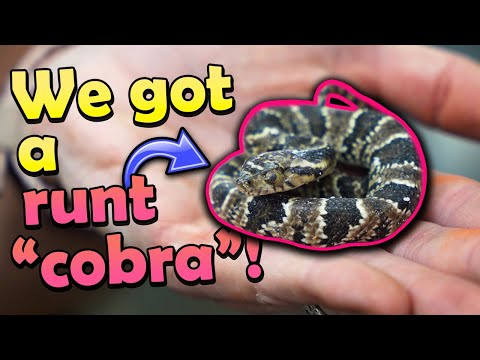 Baby False Water Cobras- From Laying to Hatching! (Plus a runt...)