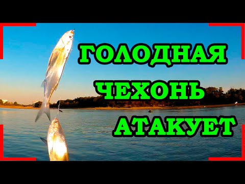 ЖОР. РЫБА НА КАЖДОМ ЗАБРОСЕ!!! РЫБАЛКА НА КУБАНИ НА ЧЕХОНЬ!!!