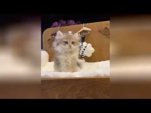 Gatitos adorables que llenan tu mundo de sonrisas y amor