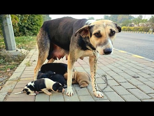 She Believes Her Owner Will Returnβ¦ But He Never Did ππΆ