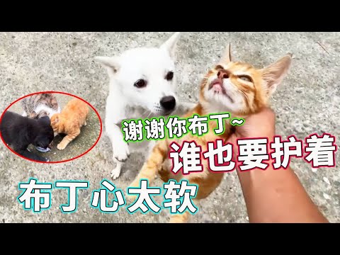 猫抢了布丁的食物,主人正要教训,布丁却跳起来求情,也太善良了!【天下一场梦】