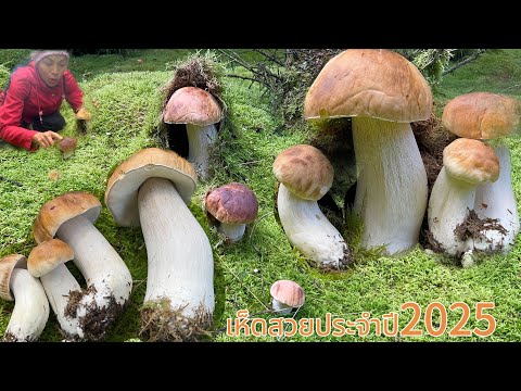 These four flowers are waiting for me. #Sweet mushrooms, beautiful flowers this year. #There's no...