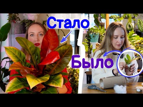 Мои растения: БЫЛО/СТАЛО | Какой грунт использую? Как поливаю?