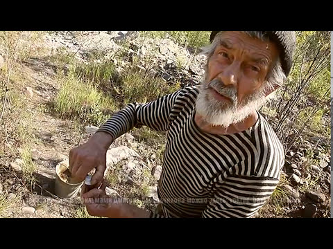 ТАЁЖНОЕ ЗОЛОТО