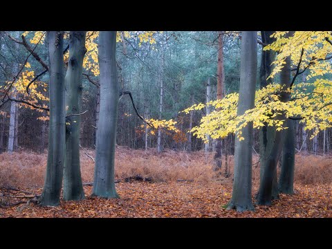 Photographing Golden Autumn Colours - Woodland Photography