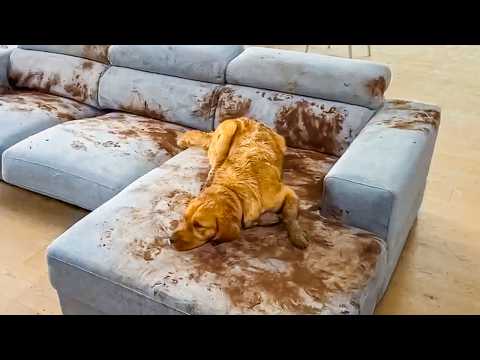 Funny Animals Caught in the Act