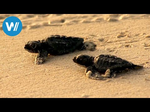 Kapverden - Zwei Hunde als Schildkrötenretter (360° - GEO Reportage)