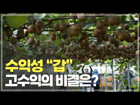 이것만 알면 성공! 최고 맛을 위한 31년 경험의 키위 재배법